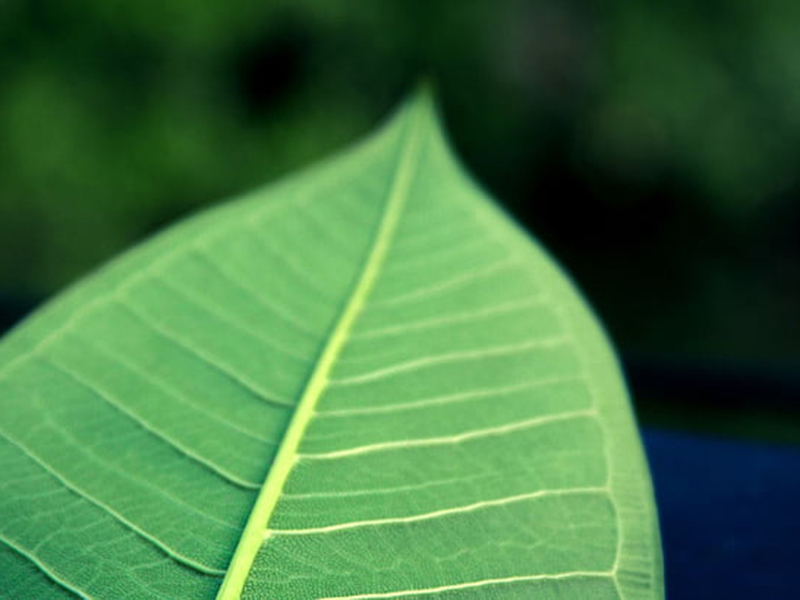 手持葉面積儀可直接測(cè)量葉片長(zhǎng)度、寬度和面積