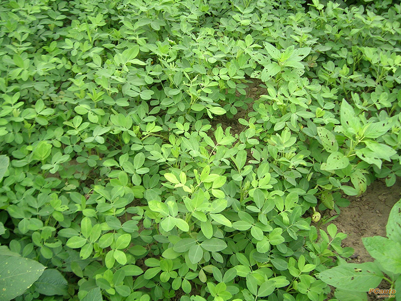 土壤水分測(cè)量儀
