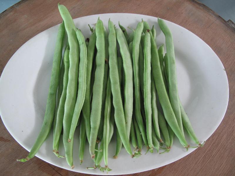 農(nóng)藥殘留檢測儀，檢測四季豆農(nóng)藥殘留含量