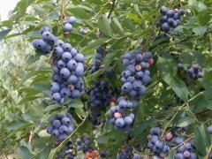藍(lán)莓表面的白霜是農(nóng)藥殘留嗎？農(nóng)藥殘留檢測儀來回答