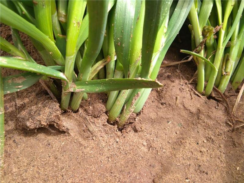 植物莖稈強(qiáng)度測定儀，對作物栽培提供幫助