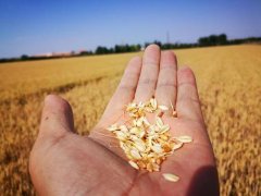 糧食水分測量儀，為小麥提供合理存儲時間