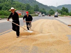 小麥什么時間儲存*合適？糧食水分測量儀來解答