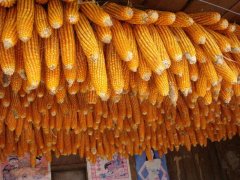 糧食安全檢測(cè)儀，可檢測(cè)糧食中是否含有大米增白劑