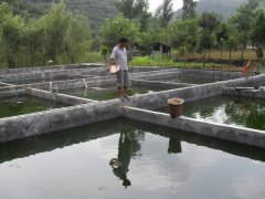 水中硫化氫檢測儀，可以為水產(chǎn)養(yǎng)殖做什么？