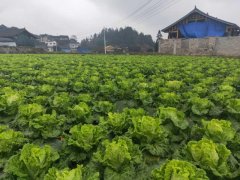 便攜式植物營養(yǎng)測定儀，對農(nóng)業(yè)種植有什么幫助？